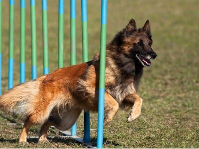osteopathe-chien-agility