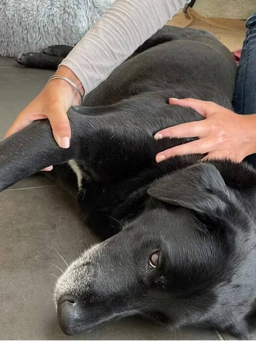 consultation-osteopathie-chien