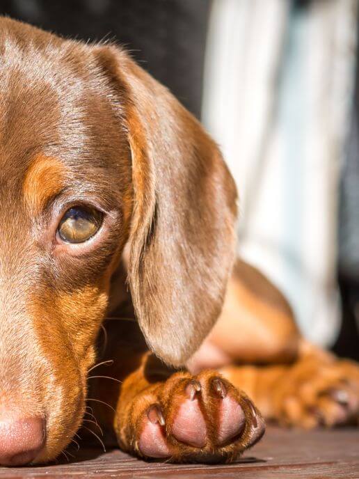 osteopathe-animalier-soins-preventifs