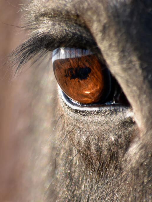 osteopathe-cheval-soins-preventifs